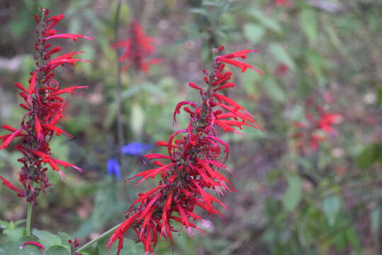 Imagem de Salvia cinnabarina M. Martens & Galeotti