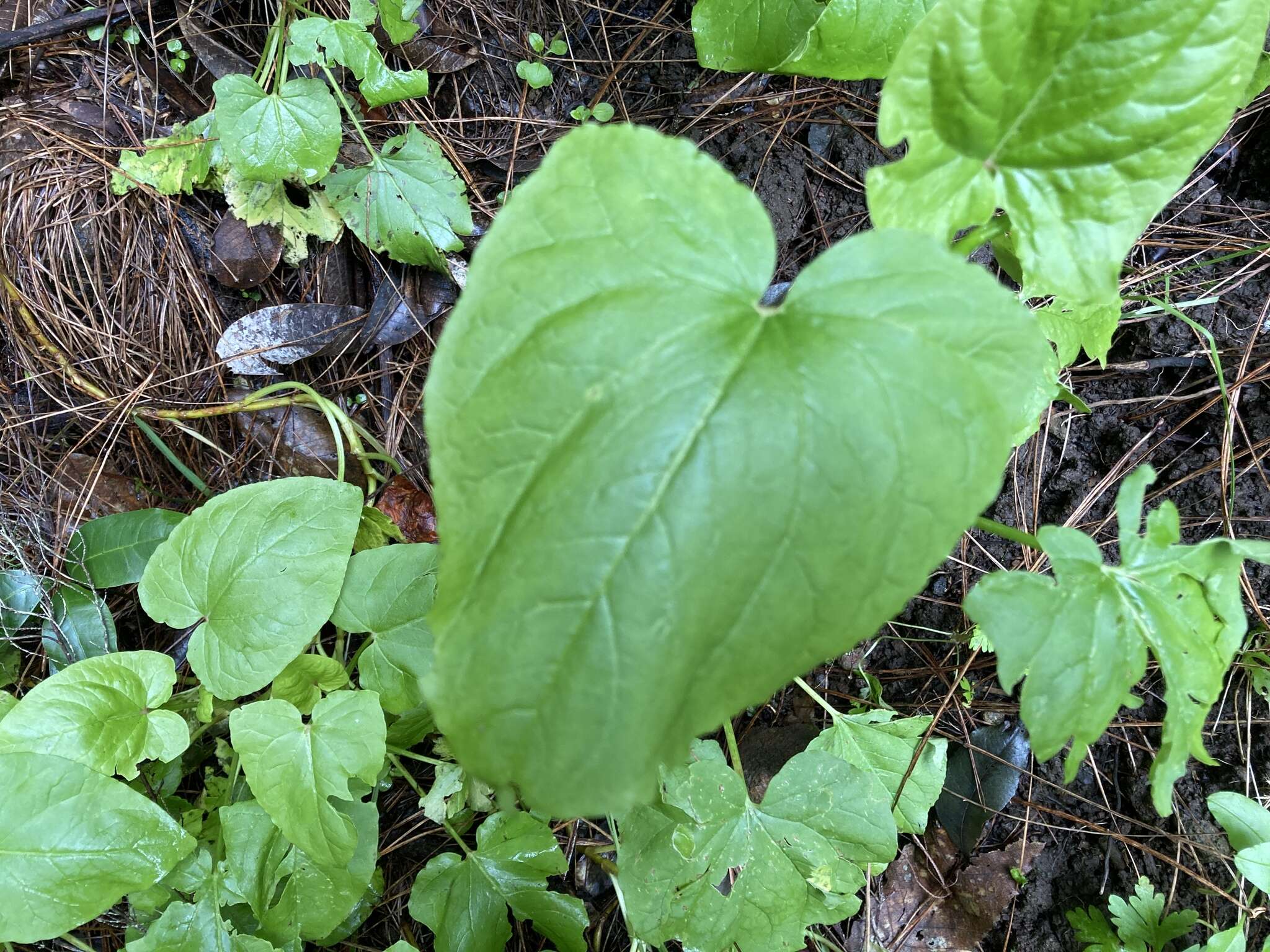 Image of Rumex maderensis Lowe