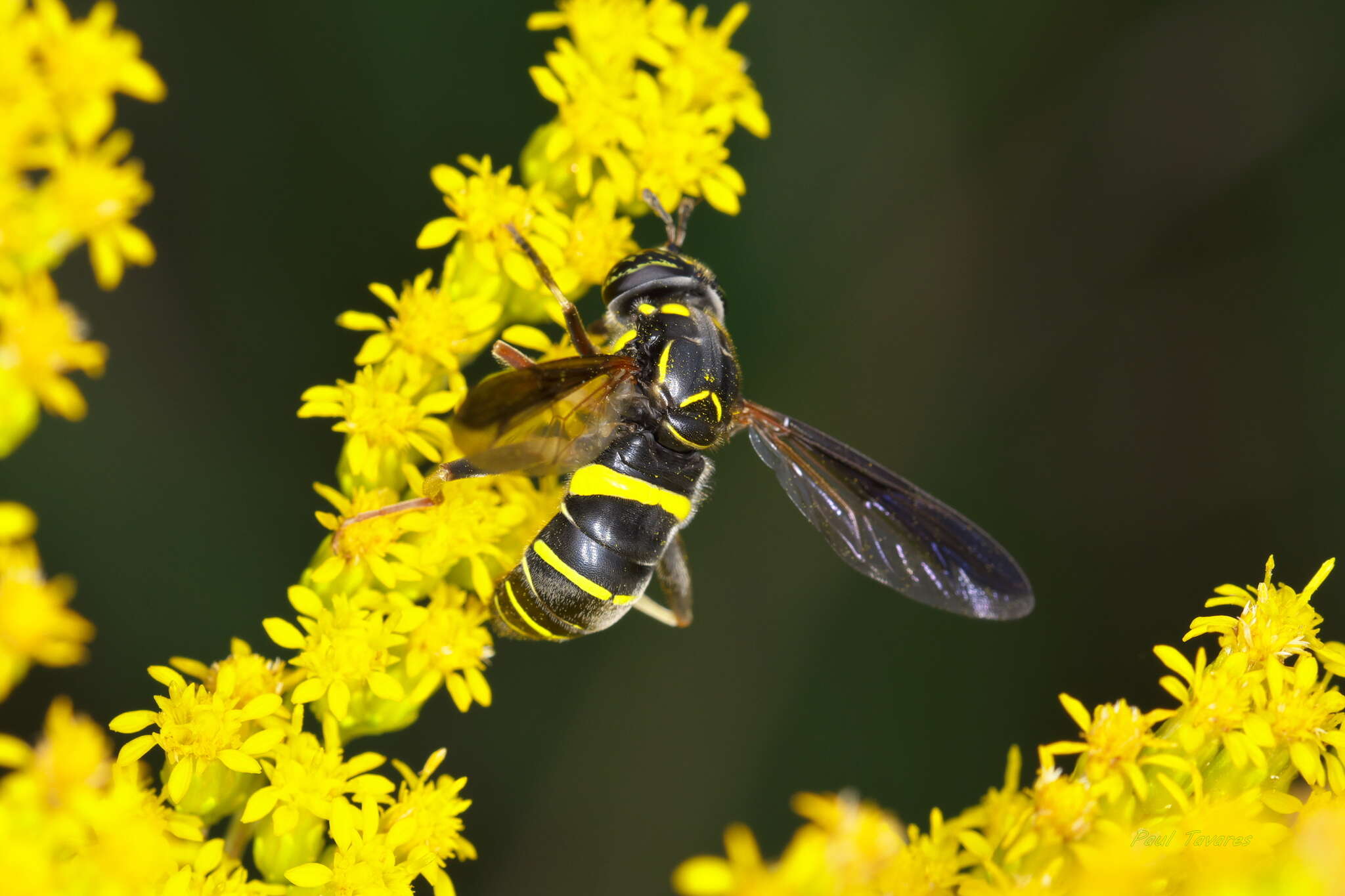 Image of Spilomyia sayi (Goot 1964)