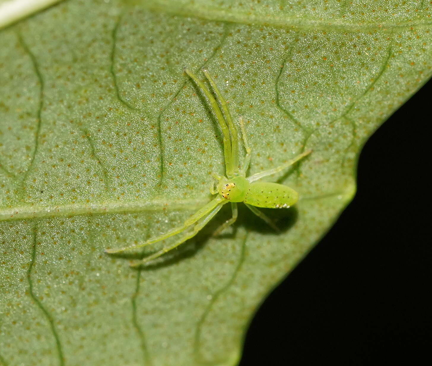 Sivun Cetratus rubropunctatus (Rainbow 1920) kuva