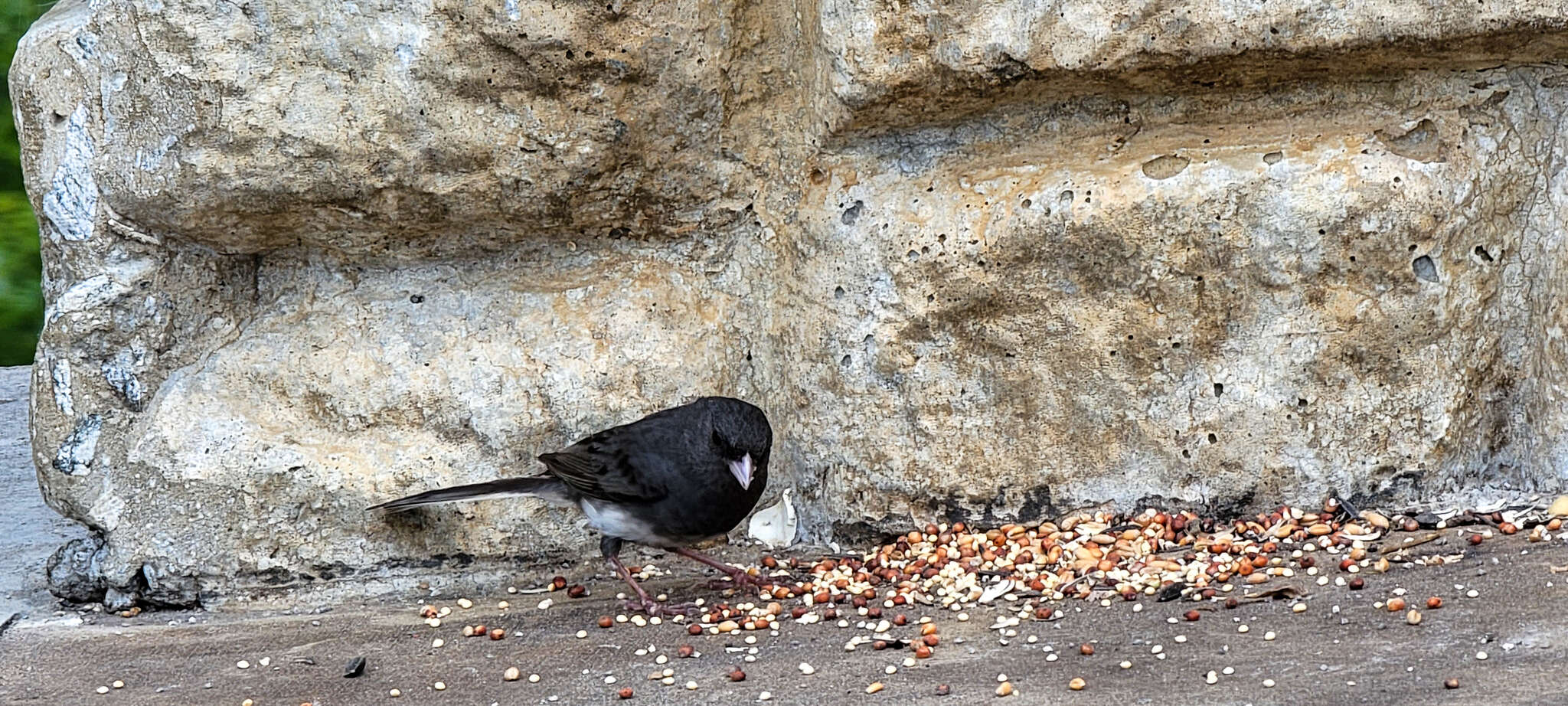 Image of Junco hyemalis carolinensis Brewster 1886