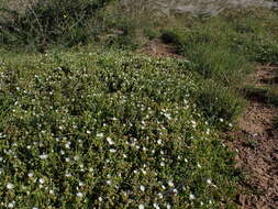 Imagem de Delosperma uncinatum L. Bol.