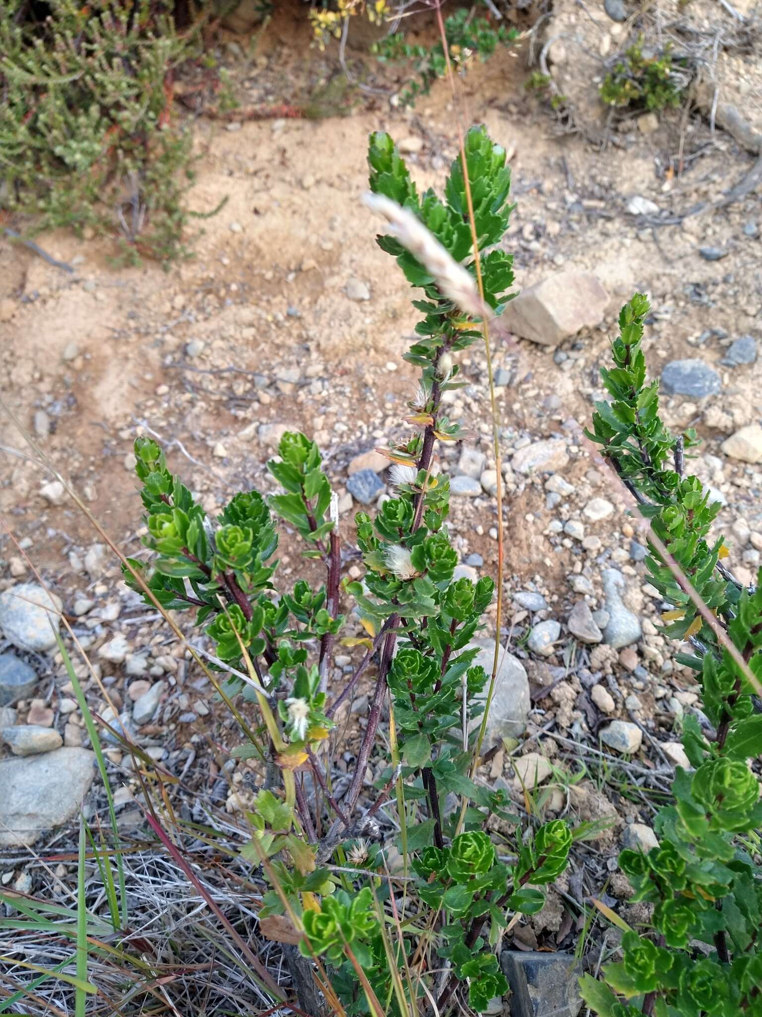 Image of Baccharis patagonica Hook. & Arn.