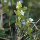 Imagem de Euphrasia schischkinii Sergievsk.