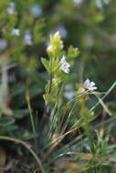 Image of Euphrasia schischkinii Sergievsk.