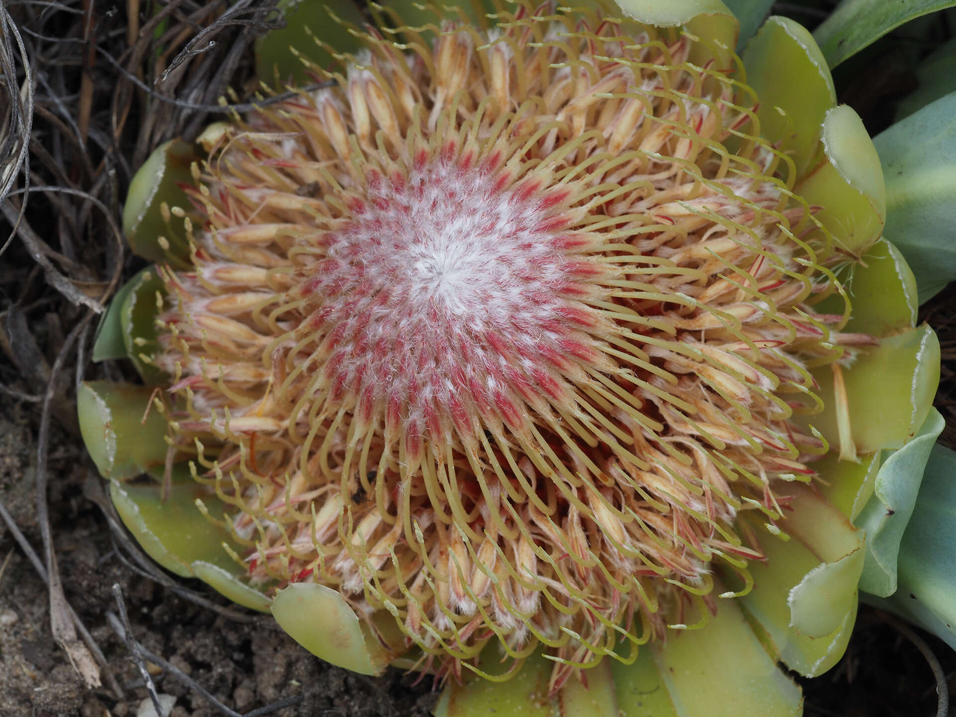 Image de Protea laevis R. Br.