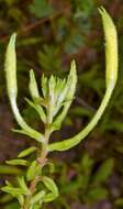 Oenothera heterophylla subsp. orientalis W. Dietrich, P. H. Raven & W. L. Wagner的圖片