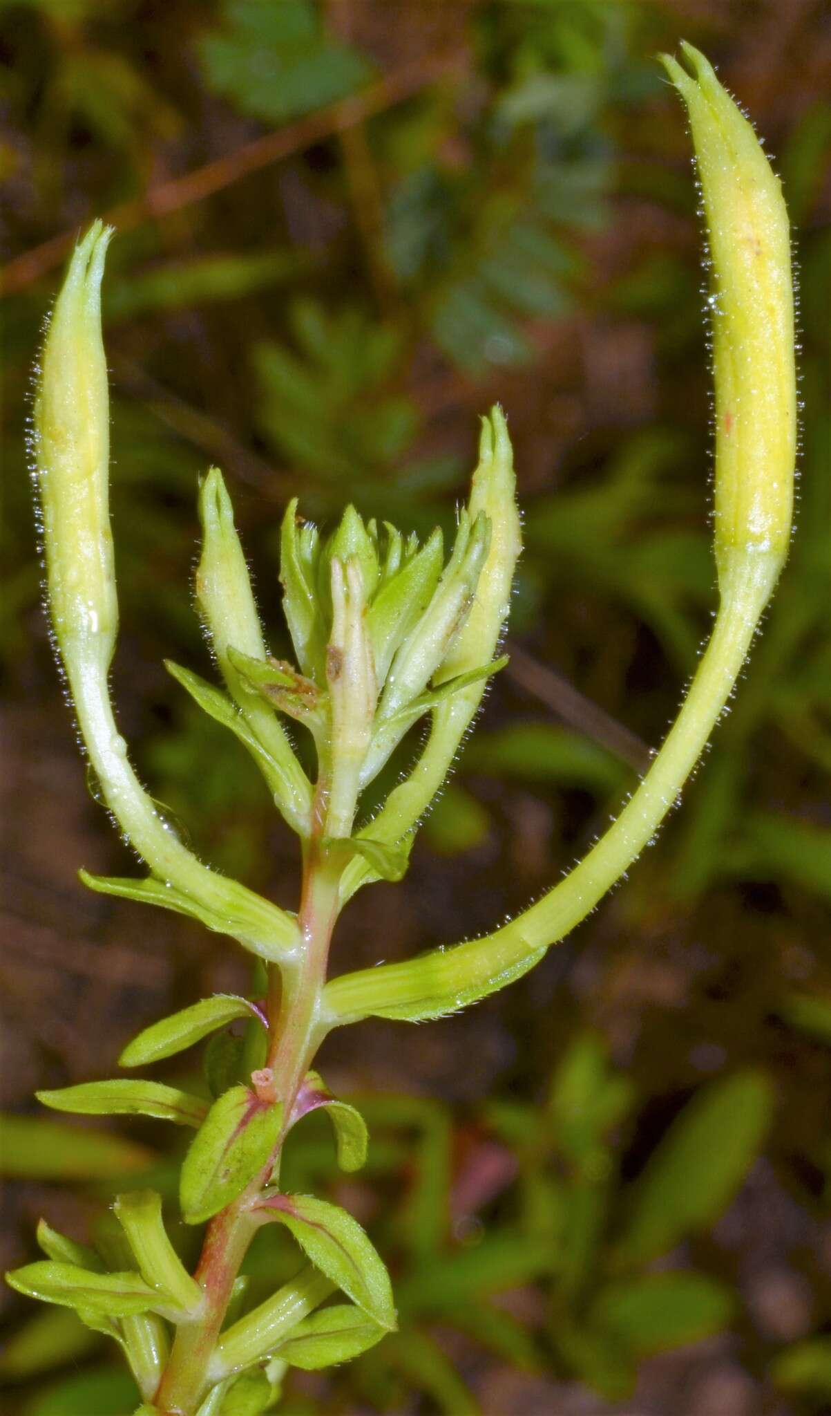 Sivun Oenothera heterophylla subsp. orientalis W. Dietrich, P. H. Raven & W. L. Wagner kuva