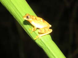 Image of Dendropsophus joannae (Köhler & Lötters 2001)