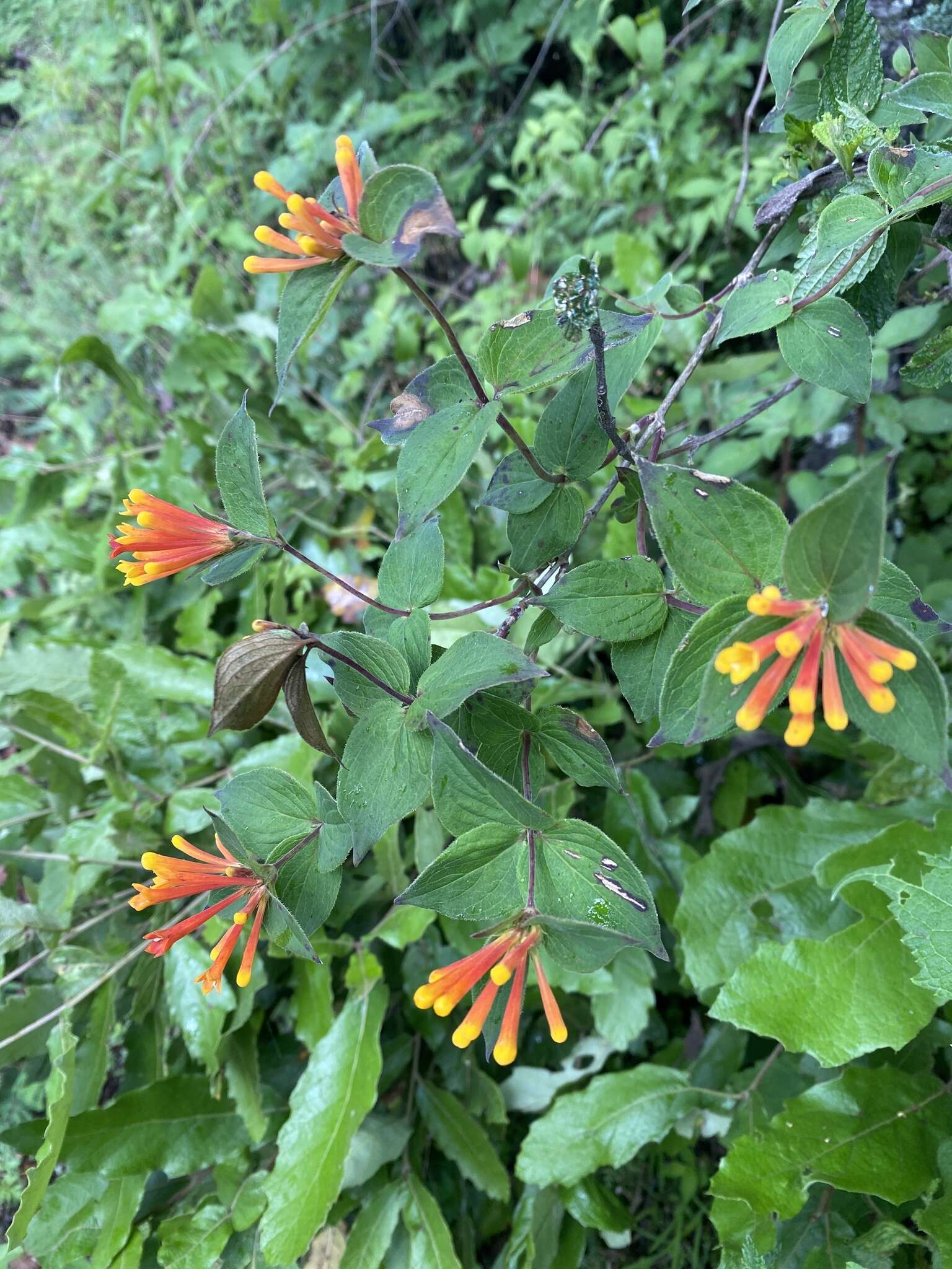 Plancia ëd Bouvardia laevis M. Martens & Galeotti