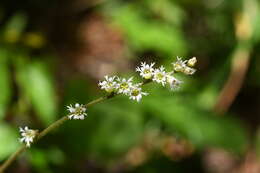 Image of threeparted miterwort