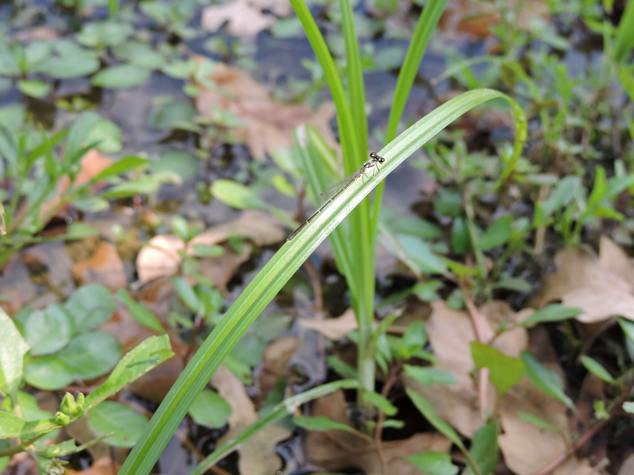 Image of Fragile Forktail