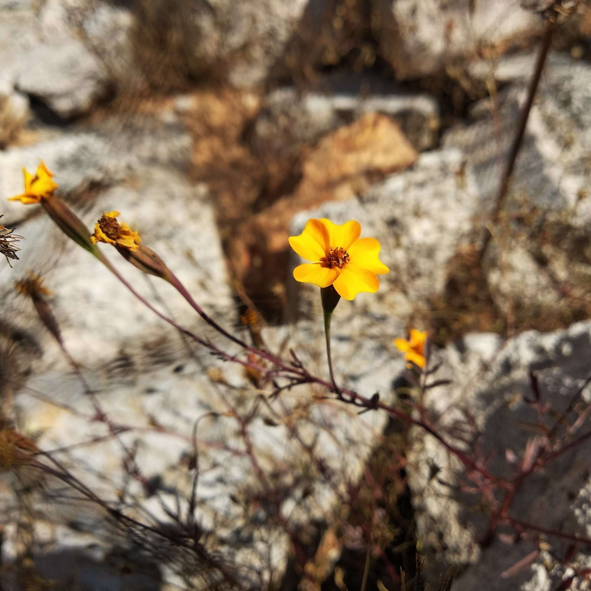 Tagetes tenuifolia Cav. resmi