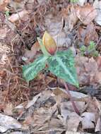 Image de Trillium decipiens J. D. Freeman