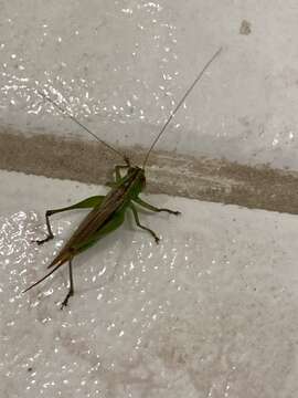 Image of Caribbean Meadow Katydid