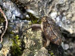 Image of Lapidary Snail