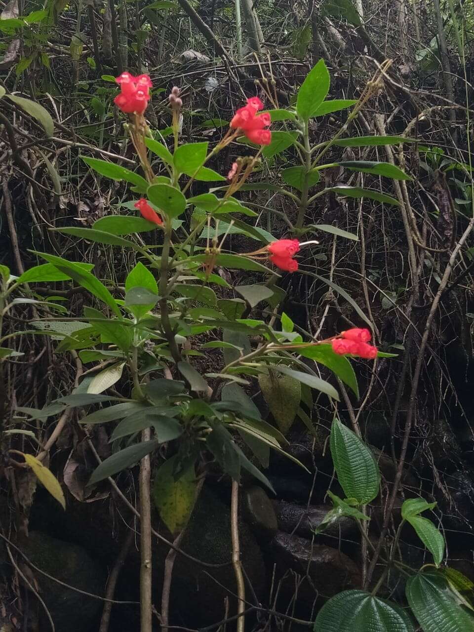 Image of Kohleria trianae (Regel) Hanst.