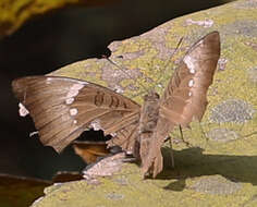 Image of Euthalia aconthea meridionalis Fruhstorfer 1906