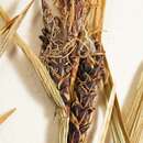 Image of sedge