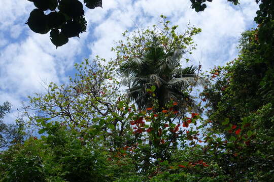 Image of Comoro Black Flying Fox