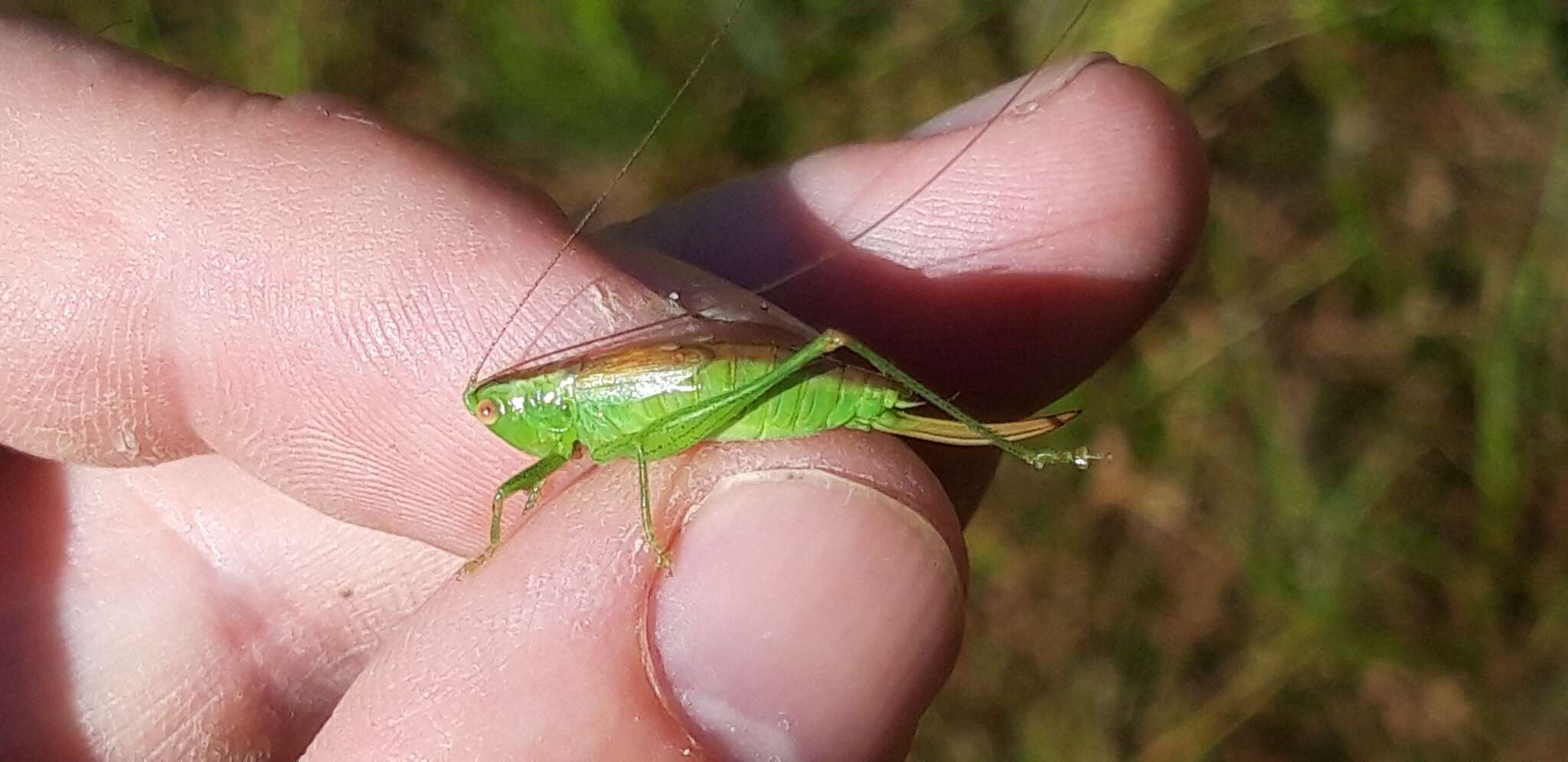 Conocephalus (Anisoptera) dorsalis (Latreille 1804) resmi