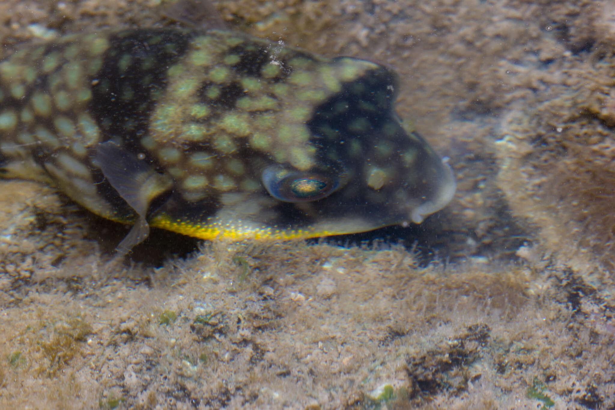 Image of Gangetic pufferfish