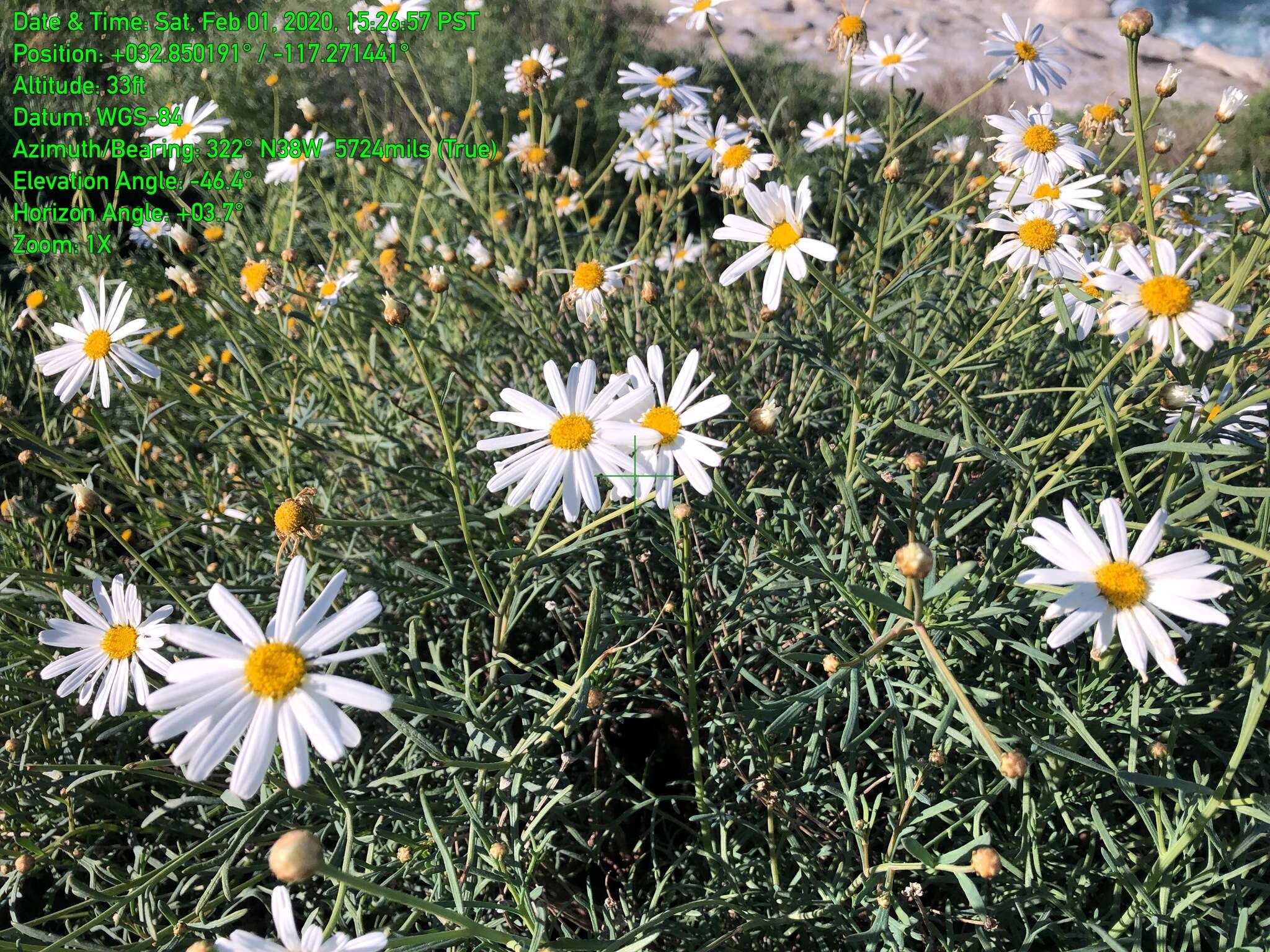 Image of Canary island marguerite