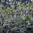 Слика од Carlina salicifolia subsp. lancerottensis Kunkel