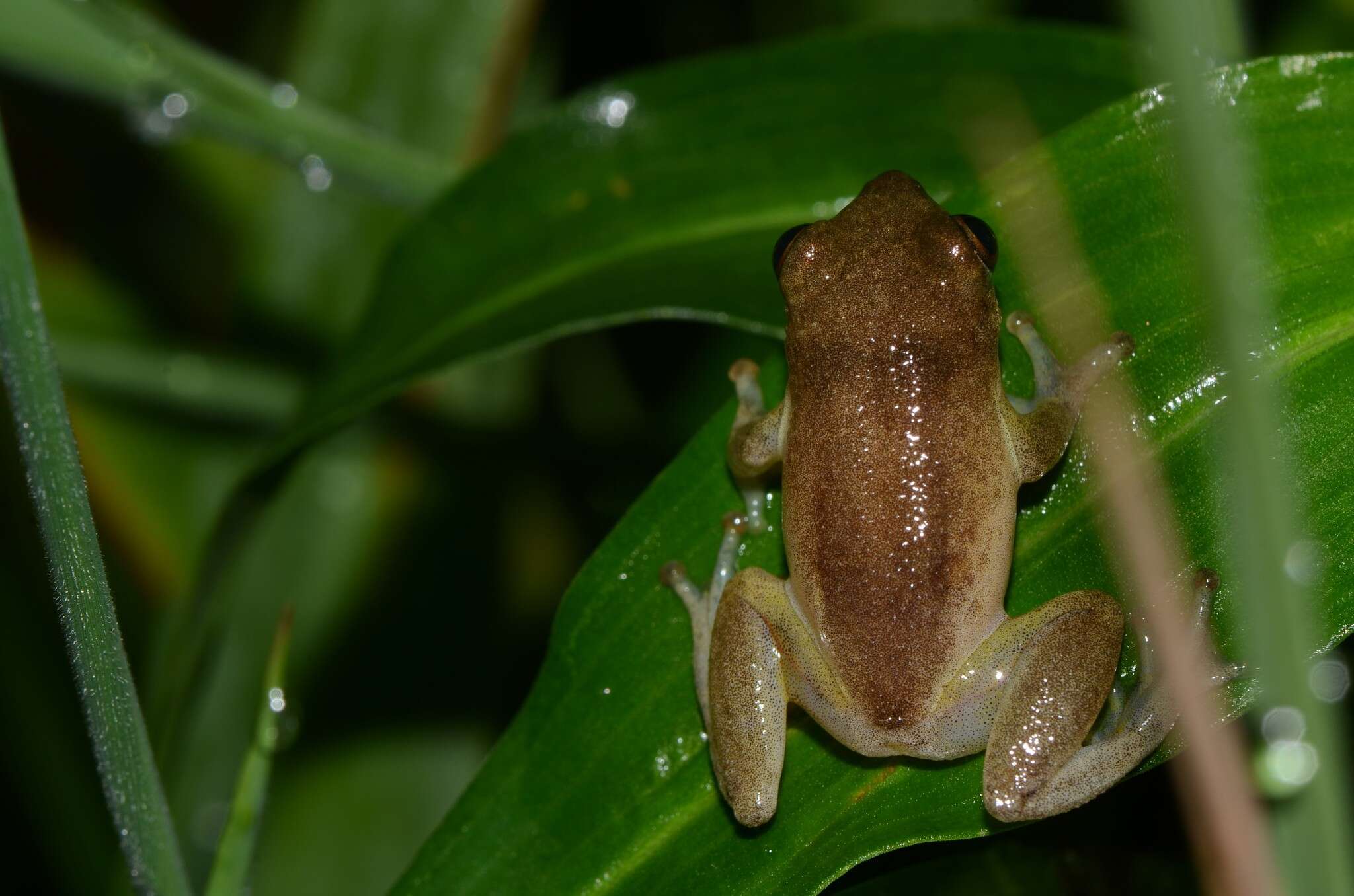 Image of Hyperolius stictus Conradie, Verburgt, Portik, Ohler, Bwong & Lawson 2018