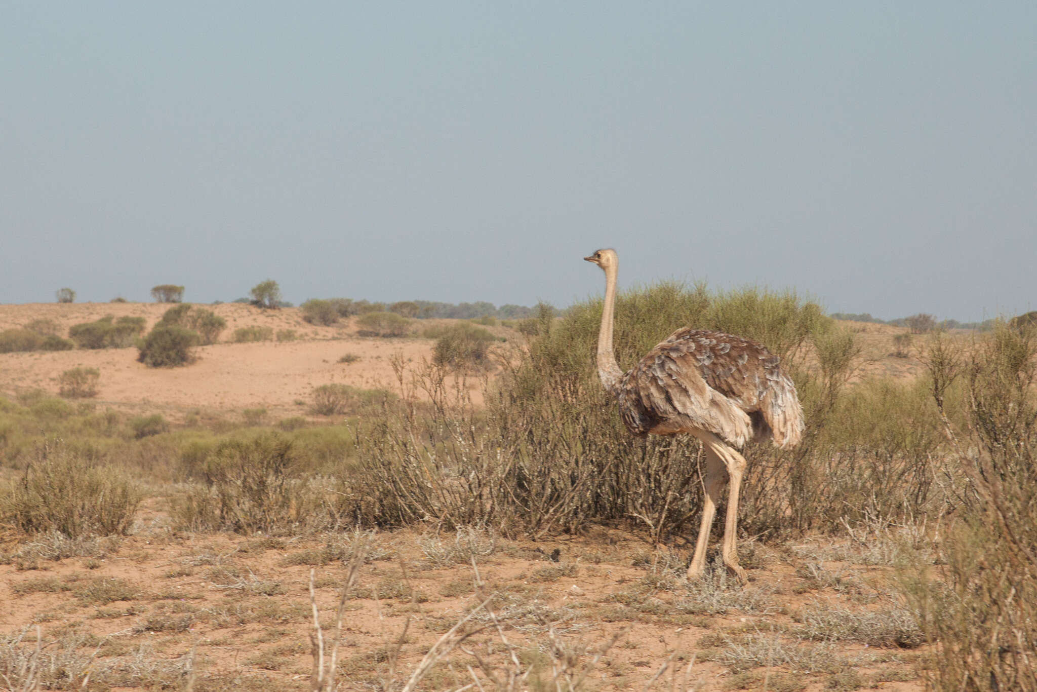 Image of North African ostrich