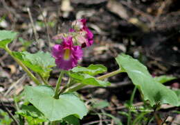 Image of Proboscidea louisianica subsp. fragrans (Lindl.) Bretting