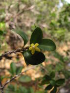 Image de Cyclophyllum jasminifolium Guillaumin & McKee