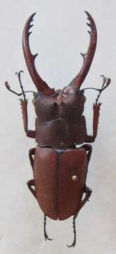 Image of Common Red Stag Beetle