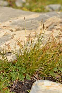 Image of Pacific Bog Sedge