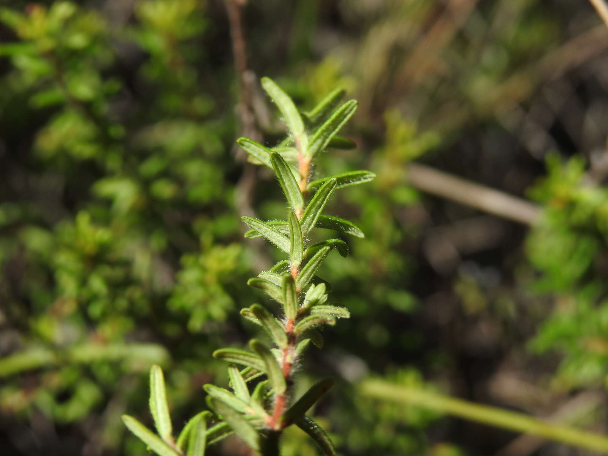 Image of Hibbertia vestita A. Cunn. ex Benth.