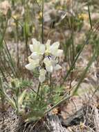 Lupinus malacophyllus Greene resmi