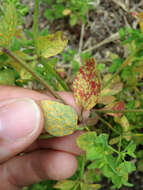 صورة Melampsora euphorbiae (Ficinus & C. Schub.) Castagne 1843