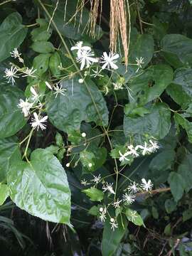 Imagem de Clematis grata Wall.