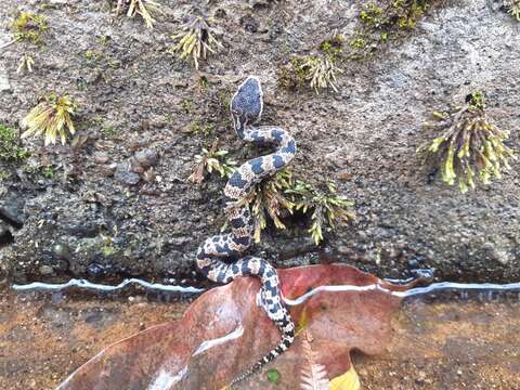 Image of Chinese Mountain Pit Viper