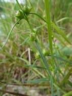 Image of smallflower false foxglove