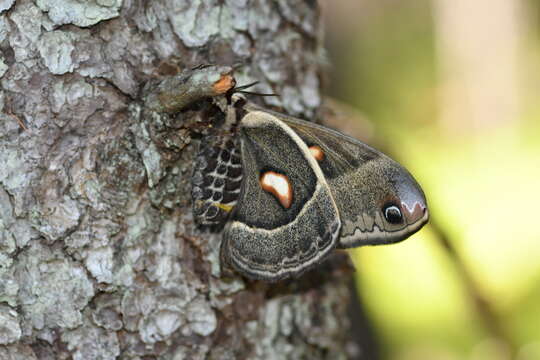 Image of Columbia Silkmoth