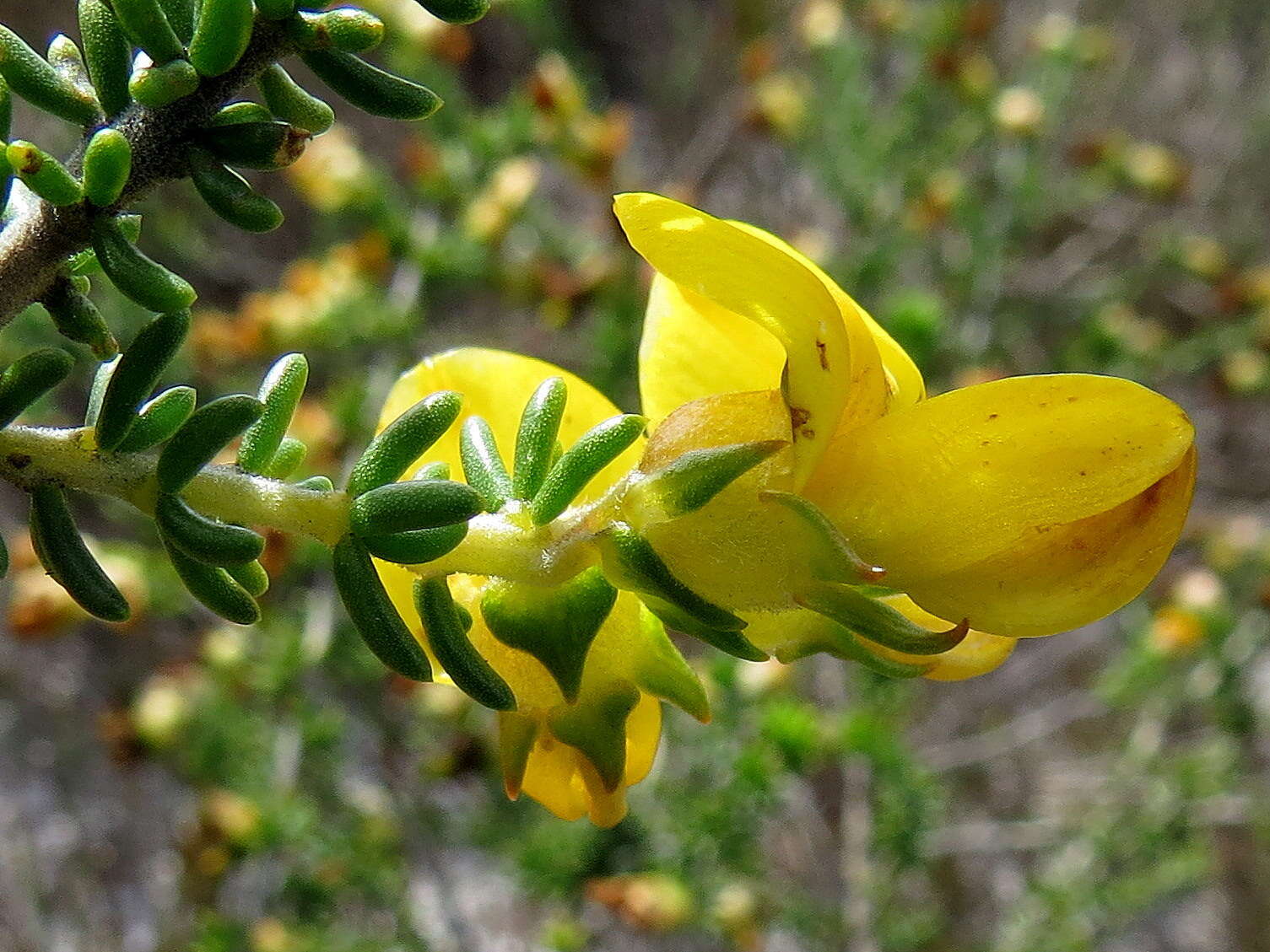 Image of Aspalathus carnosa Bergius