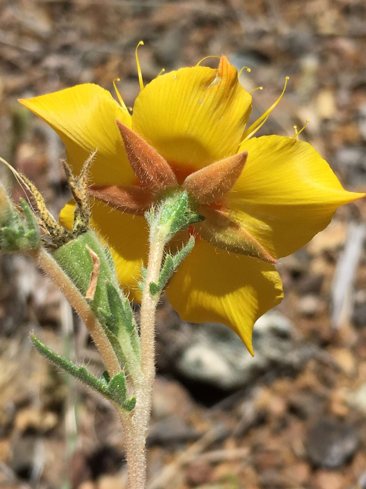 Image of Lindley's blazingstar