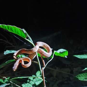 Image of Pareas carinatus carinatus (H. Boie 1830)