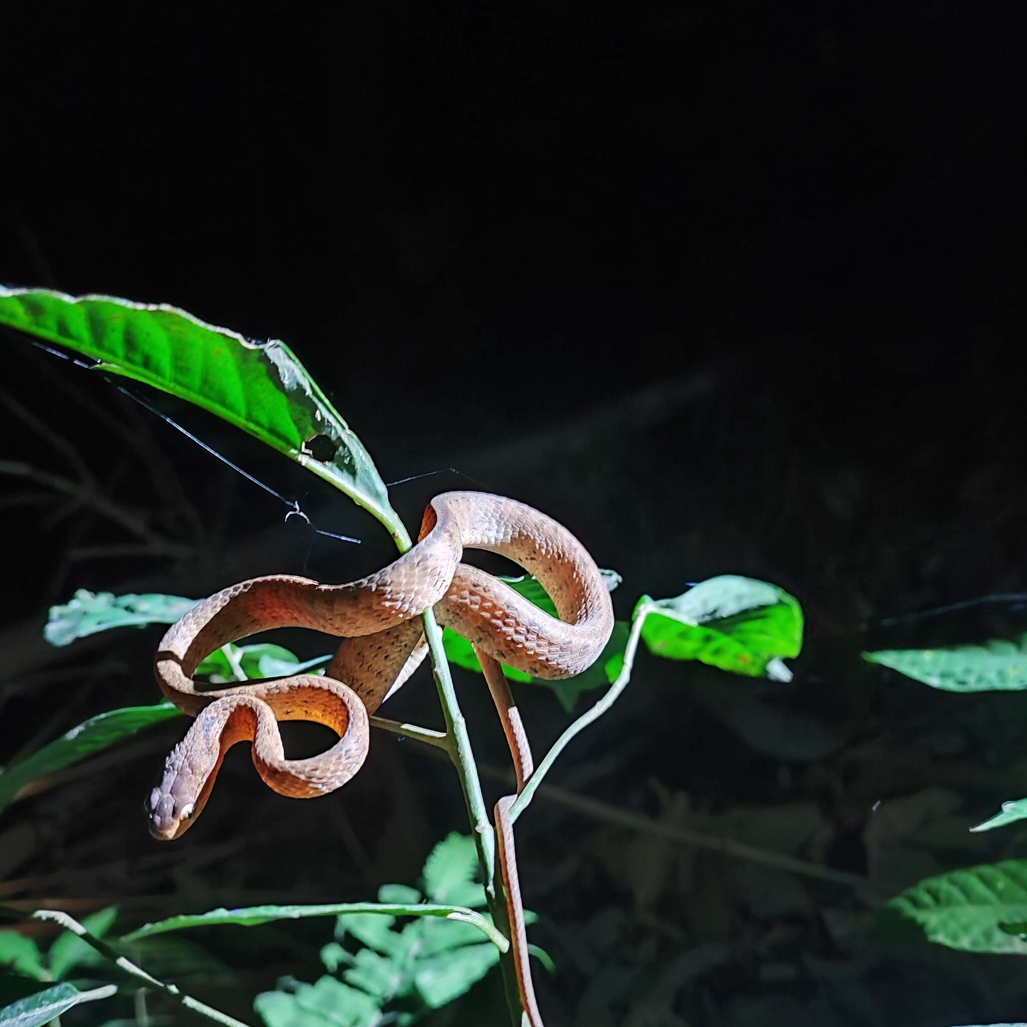 Imagem de Pareas carinatus carinatus (H. Boie 1830)