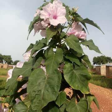 Слика од Ipomoea carnea Jacq.