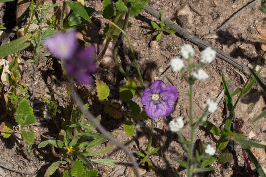 Phacelia grandiflora (Benth.) A. Gray的圖片