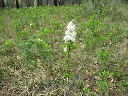 Image of Spiraea media Franz Schmidt