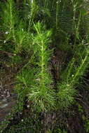 Image of Artemisia morrisonensis Hayata