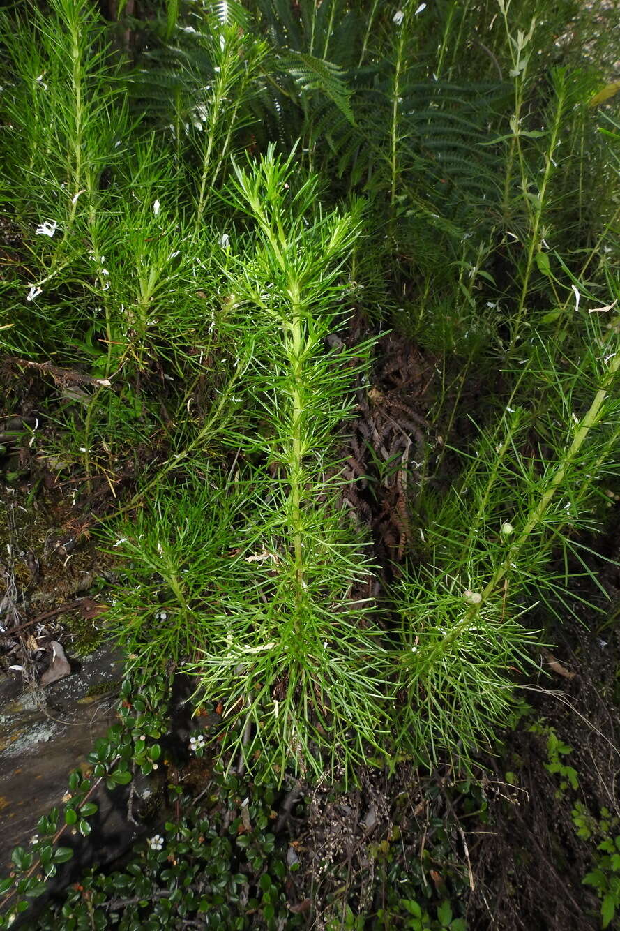 Image of Artemisia morrisonensis Hayata